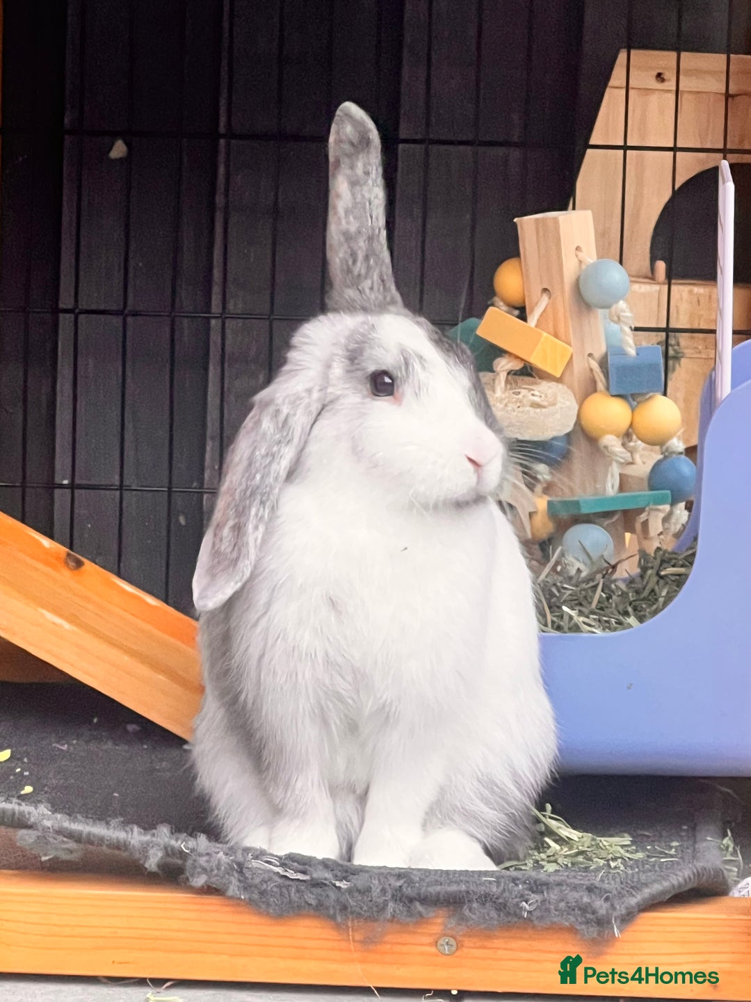 Mixed Breed rabbits for sale: Well-cared-for bunnies now available 🐇 - Image 2
