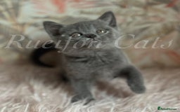British Shorthair cats for sale:  GCCF registered BSH kittens Available  - Image 4