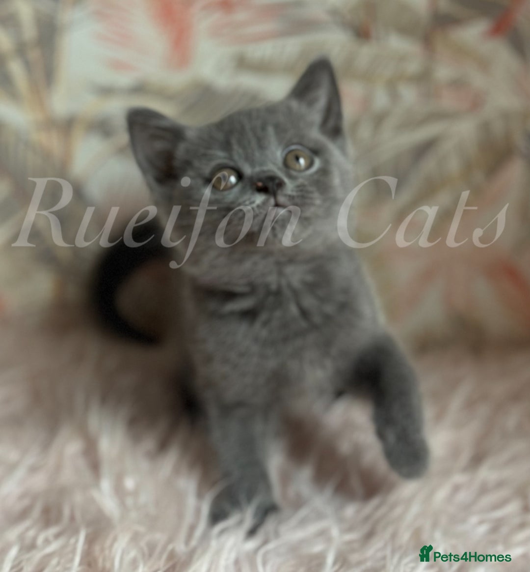 British Shorthair cats for sale:  GCCF registered BSH kittens Available  - Image 4