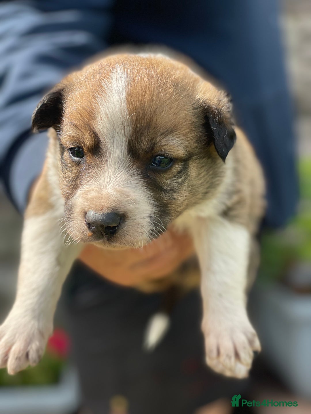 Border Collie dogs for sale: Stunning Welsh Sheepdog Pups Available  - Image 9