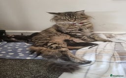 Maine Coon cats for sale: Mainecoon Kittens - Image 5