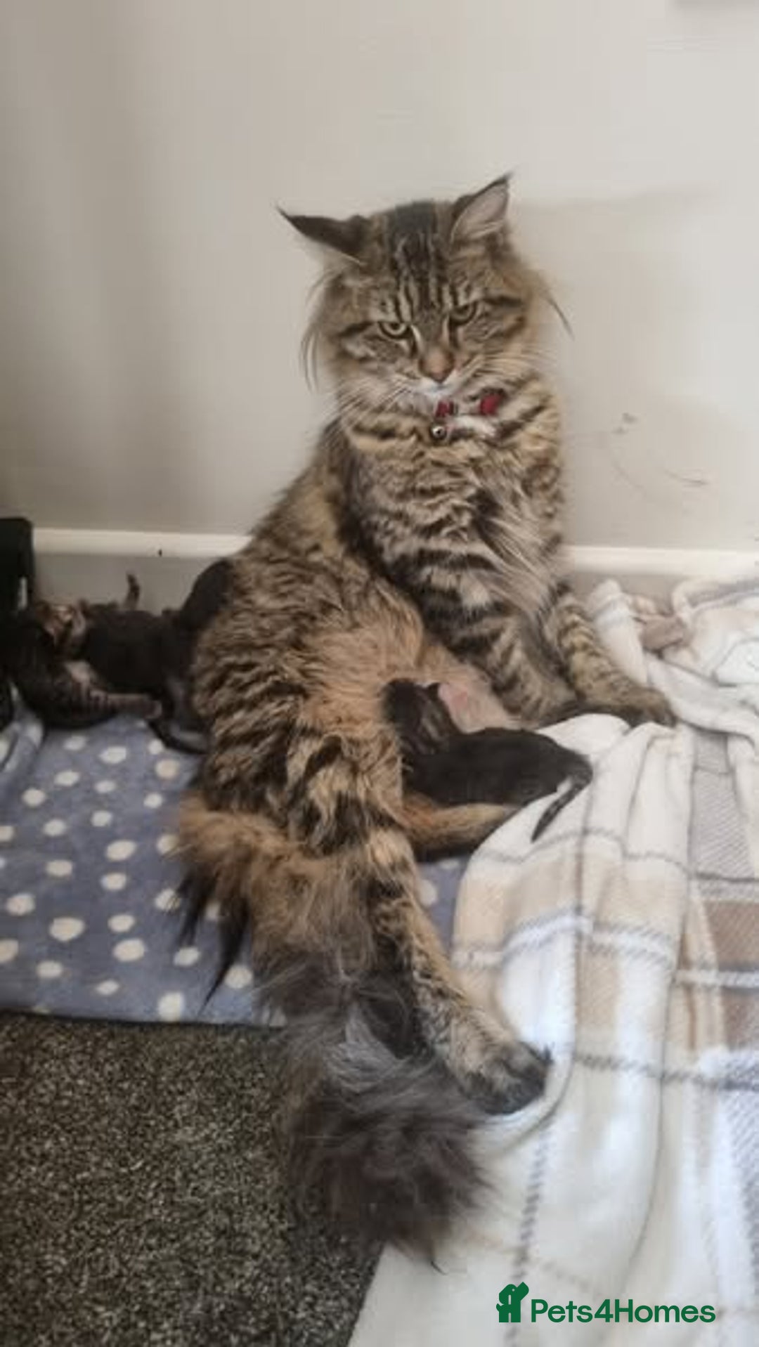 Maine Coon cats for sale: Mainecoon Kittens - Image 5