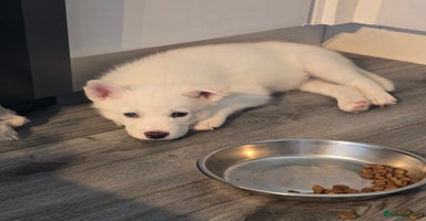 Siberian Husky dogs - Advert 2