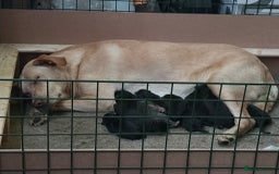 Mixed Breed dogs for sale: German Shepherd x Labrador puppies - Image 5