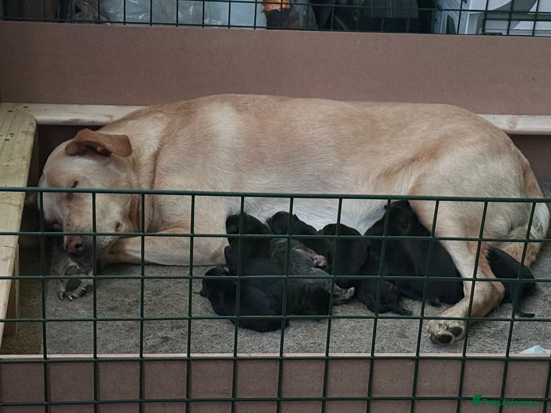 Mixed Breed dogs for sale: German Shepherd x Labrador puppies - Image 5