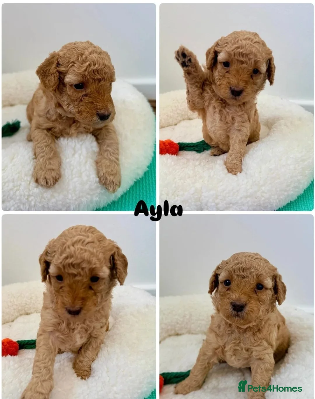 Cockapoo dogs for sale:  Beautiful Cockapoo Puppies  ready to reserve - Advert 2