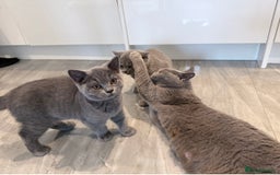 British Shorthair cats for sale: Pure GCCF Reg.British Shorthair Kittens  in Lincoln - Image 6