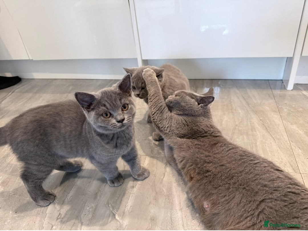 British Shorthair cats for sale: Pure GCCF Reg.British Shorthair Kittens  in Lincoln - Image 6