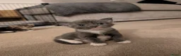 Mixed Breed cats for sale: 🐾 Gorgeous Kittens Looking for Forever Homes 🐾 in Andover - Advert 3