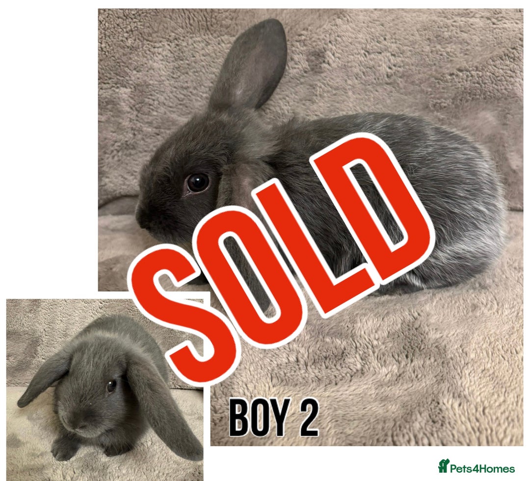 Dwarf Lop rabbits for sale: Baby Dwarf Lop Bunnies - Advert 2