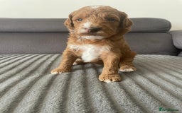 Australian Labradoodle dogs for sale: Australian Labradoodle Puppies – Ready Now🐶 - Image 12