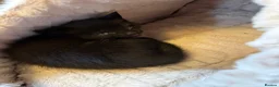 Mixed Breed cats for sale: 3 beautiful kittens in Halifax - Advert 3