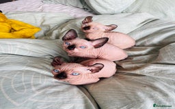 Sphynx cats for sale: 2 female 1 male Sphinx kittens - Image 2