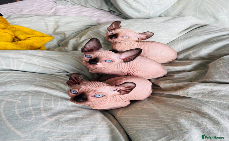 Sphynx cats - Advert 5