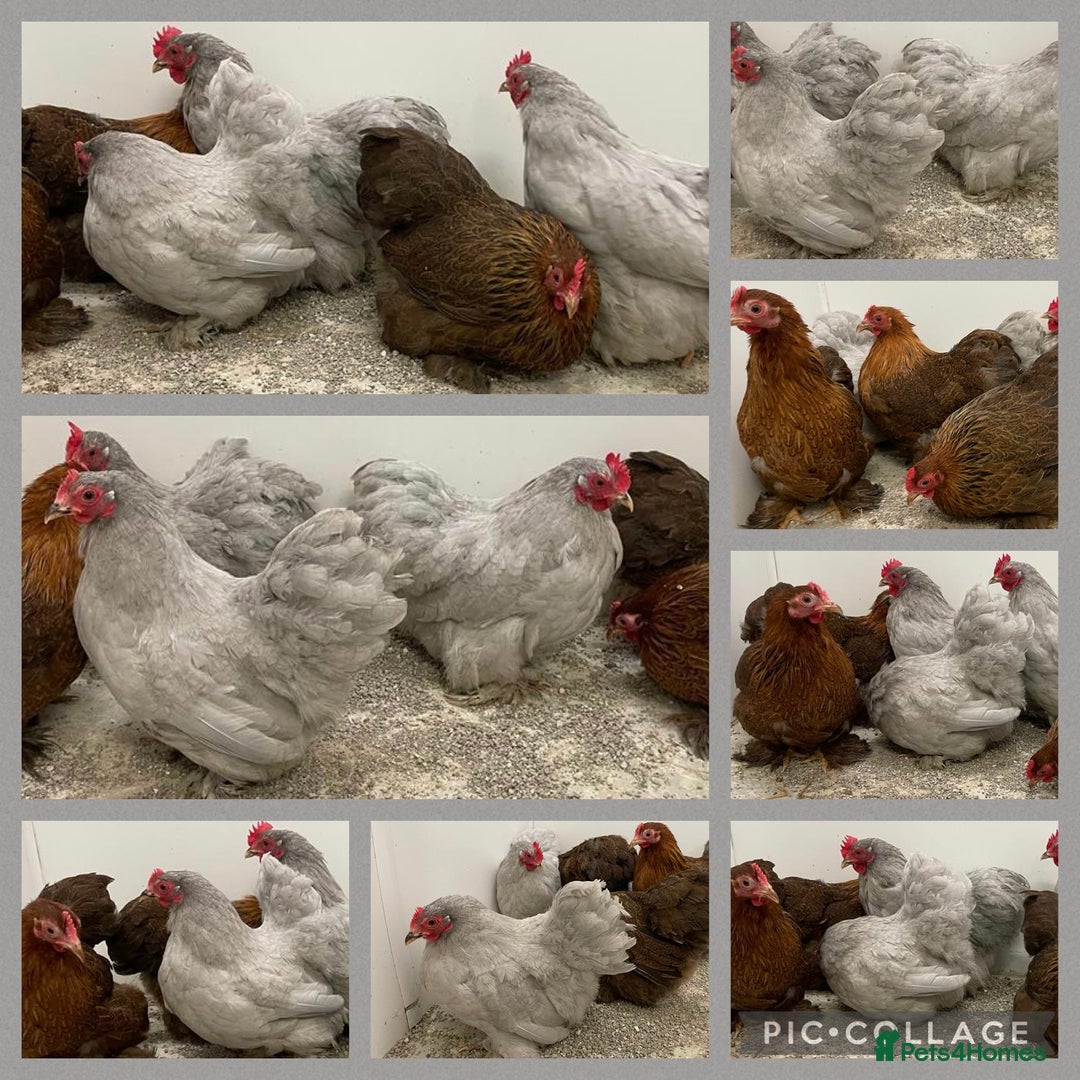 Chickens poultry for sale: Chickens Point of lay hens - Image 4