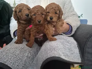 Miniature Poodle dogs GORGEOUS 💕Red Miniature Poodle Puppies - Advert 5