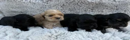 American Cocker Spaniel dogs for sale: Quality kc reg American cocker spaniel puppy’s  in Darlington - Advert 3