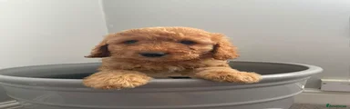 Cockapoo 3