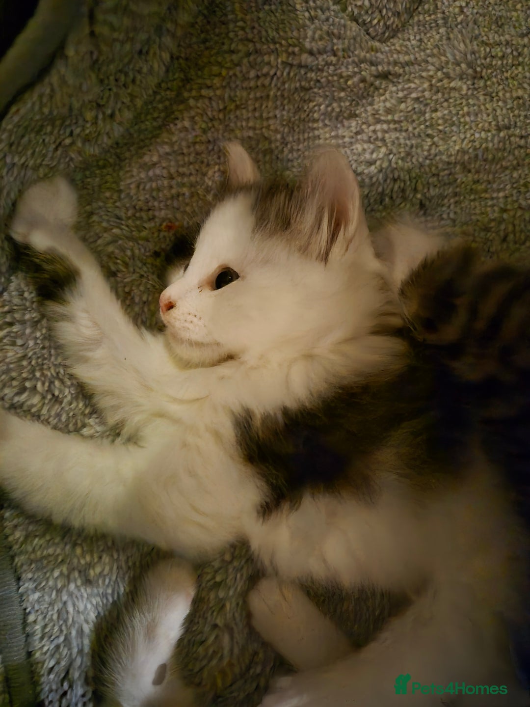 Mixed Breed cats for sale: XxX Gorgeous calico mixedbreed kittens 2 left ♥️  - Advert 33