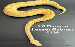 Python Snake reptiles for sale: Royal Pythons  - Advert 2