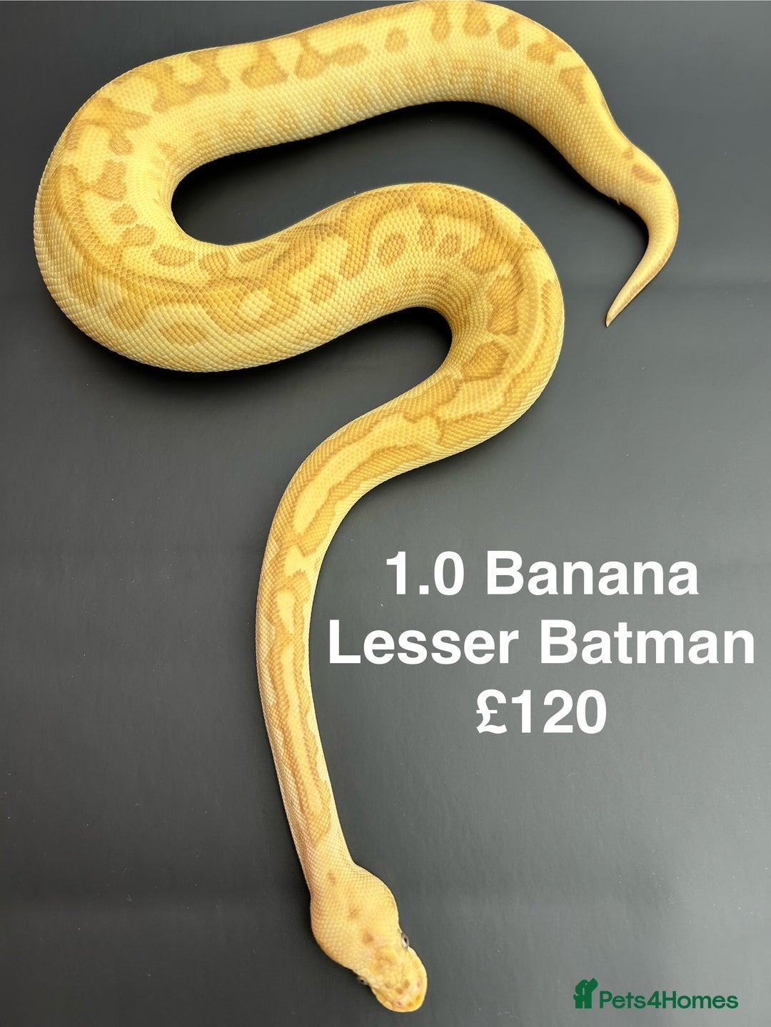 Python Snake reptiles for sale: Royal Pythons  - Advert 2