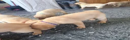 Labrador Retriever dogs for sale: Working fox Red/yellow Labradors - Advert 11