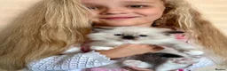 Ragdoll cats for sale: Stunning GCCF reg kittens, reputable breeder - Advert 9