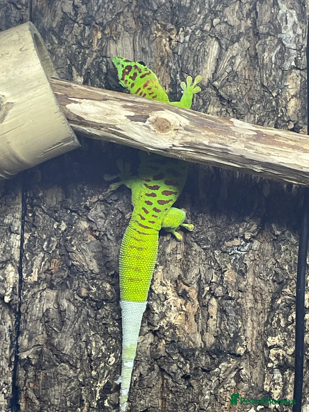 Gallery Image {{count}}