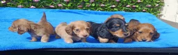 Miniature Dachshund dogs for sale: STUNNING MINI LONG HAIR KC REG PRA CLEAR - Advert 12