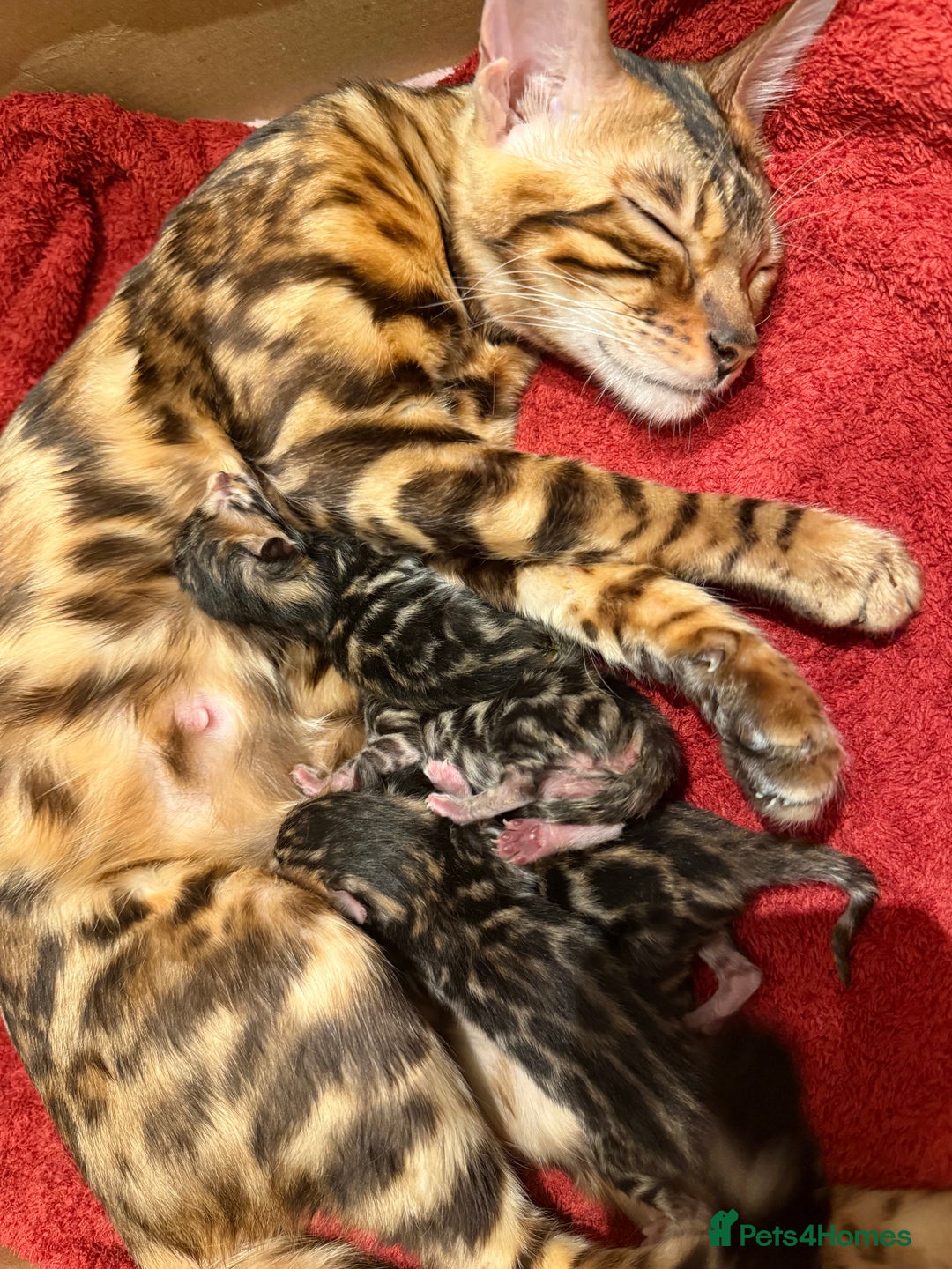 Bengal cats for sale: Bengal kitten £200 - Advert 1