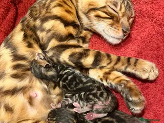 Bengal cats Bengal kitten £300 - Advert 8