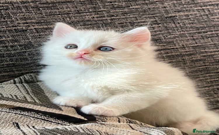 Turkish Angora cats - Advert 1