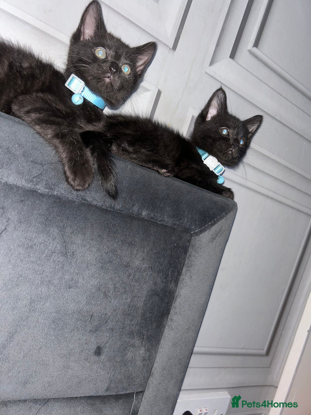 Maine Coon cats for sale: 2 boys for sale  - Image 5