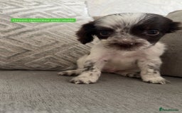 Sprocker dogs for sale: Beautiful Sprocker puppies for sale - Image 7