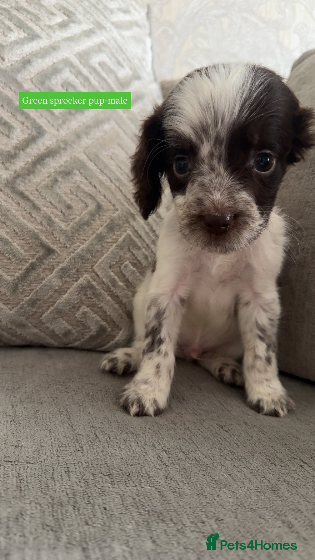 Sprocker dogs for sale: Beautiful Sprocker puppies for sale - Image 7