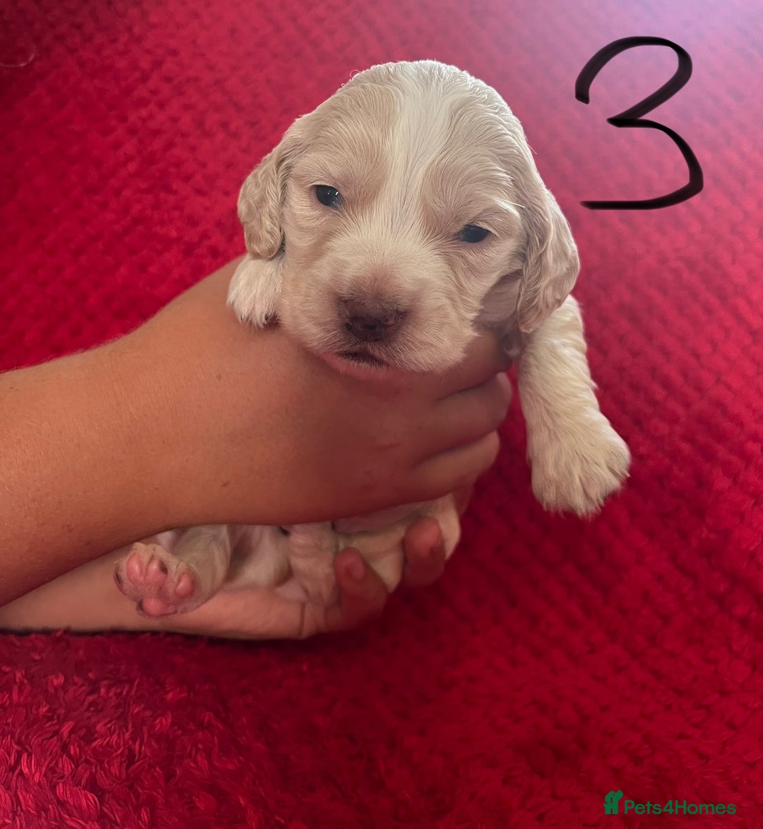 Cocker Spaniel dogs for sale: 7 Beautiful Cocker Spaniel Boys - Image 8