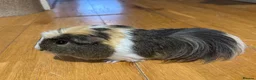 Guinea Pig rodents for sale: 2 Male bonded guinea pigs  - Advert 5