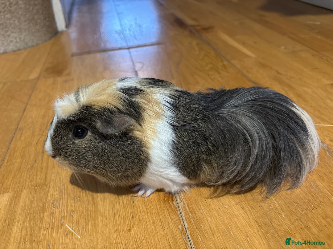 Guinea Pig rodents for sale: 2 Male bonded guinea pigs  - Advert 5