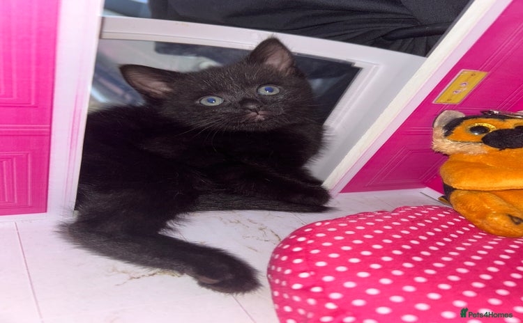 Bengal cats - Advert 10