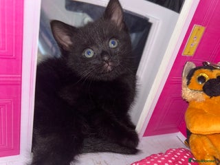 Bengal cats Last pure black male with golden yellow eye colour - Advert 19