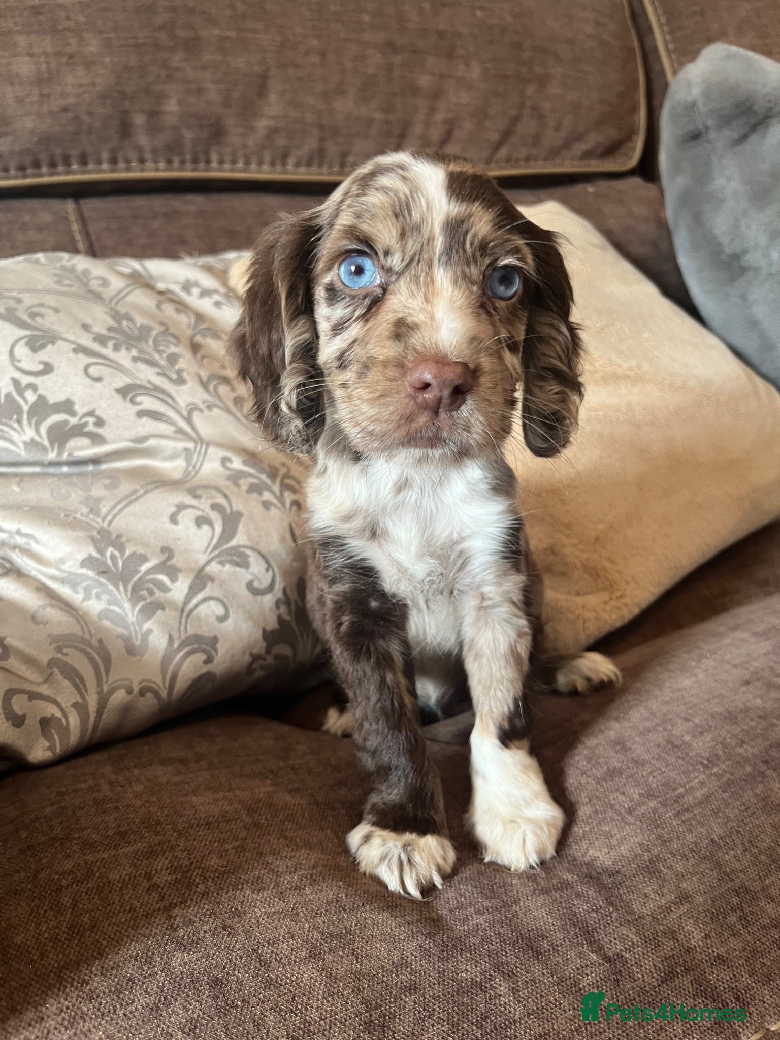 Cocker Spaniel dogs 🐶❤️Gorgeous Cocker Spaniels Puppies  - Advert 2