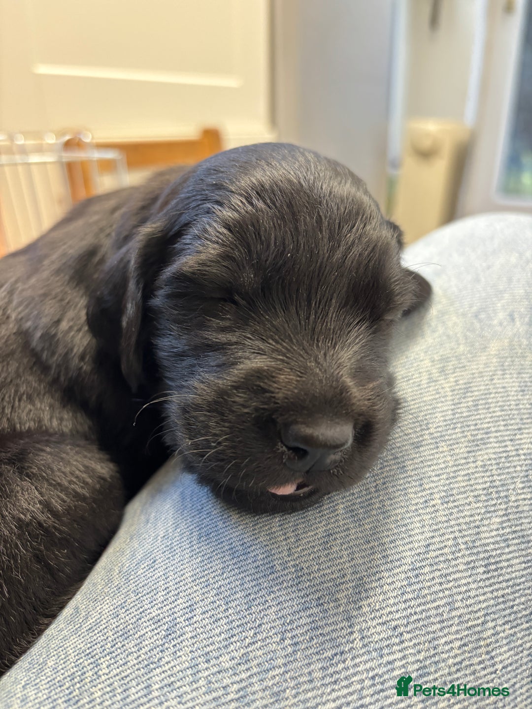 Mixed Breed dogs for sale: Flat Coat x Golden + Flat Coat x Labrador Puppies  - Advert 8