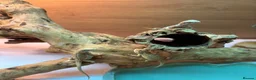 Bearded Dragon reptiles for sale: Baby Bearded dragons £50 each - Advert 2