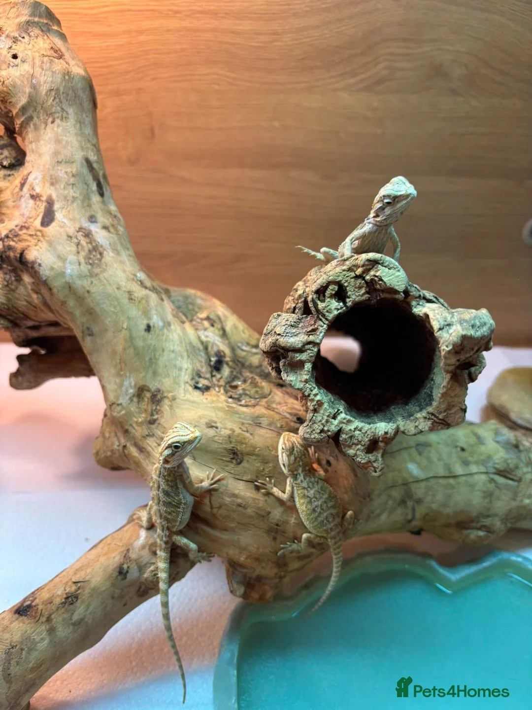 Bearded Dragon reptiles for sale: Baby Bearded dragons £50 each - Advert 2
