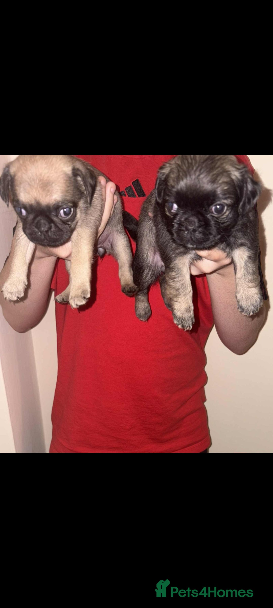 Pug dogs for sale: Pug puppies  - Image 6
