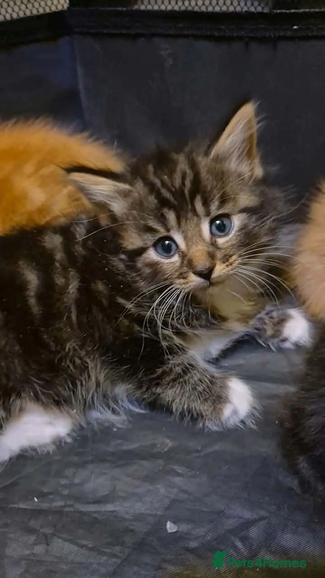 Mixed Breed cats for sale:  Kittens in Leeds - Advert 1