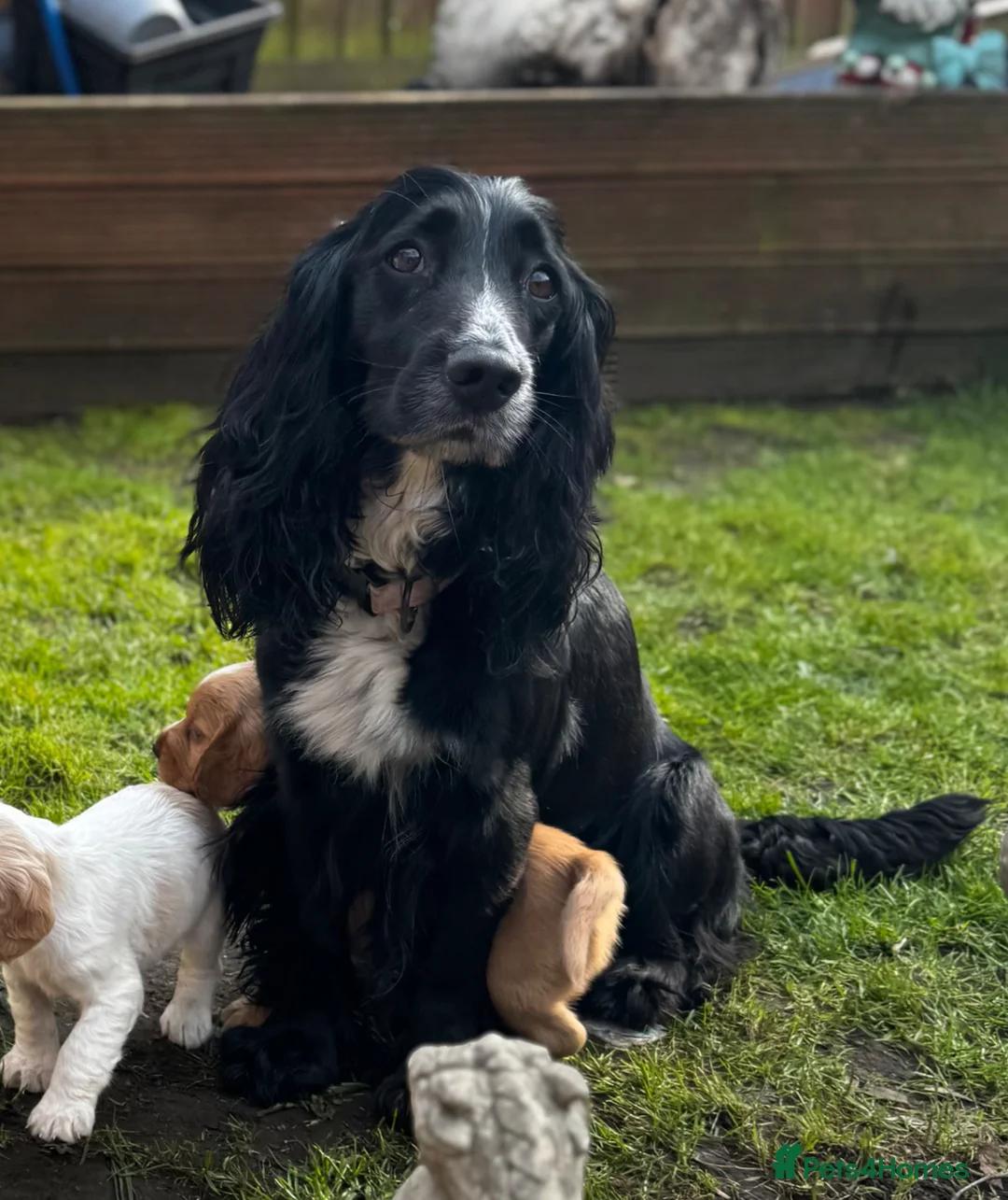 Cocker Spaniel dogs for sale: 5 cocker spaniels  - Advert 2