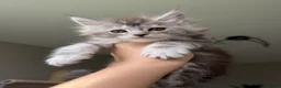 Maine Coon cats for sale: TICA Reg/Health Tested/Russian Imported Parents⭐️ - Advert 8