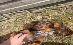 Miniature Dachshund dogs for stud: Chocolate & Tan Dapple dachshund stud - Image 6