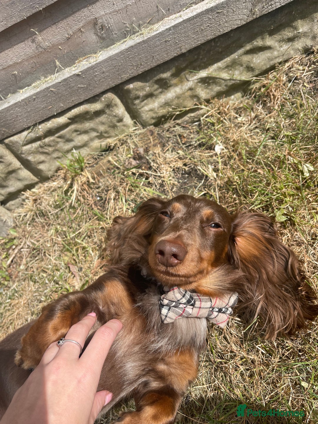 Miniature Dachshund dogs for stud: Chocolate & Tan Dapple dachshund stud - Image 6